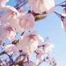 hirococo03 profil fotoğrafı
