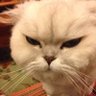 どな's profile picture