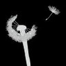 Li'l NKO's profile picture
