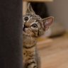はぴねこ profil fotoğrafı
