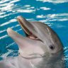 Dolphin profil fotoğrafı