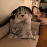 木木 profil fotoğrafı