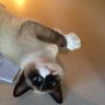 RosieCat 的头像