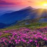 Flower 的头像