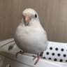 ゆきだるま's profile picture