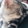 JC_CHAN's profile picture
