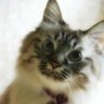 Profilbild von たちばな🐾酷税デコロサレル。。