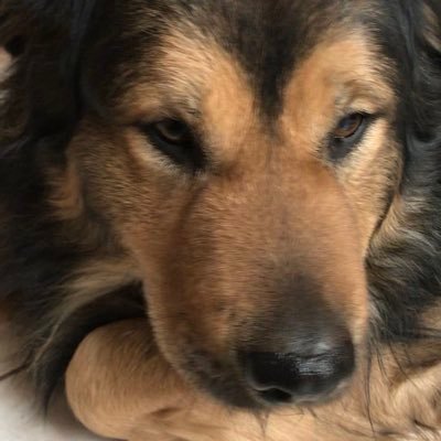 For the Love of Dogs❤️🐶❤️🌹's profile picture