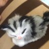 KKPP1(kookkai) 的头像