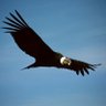 Profilbild von el condor
