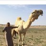 راعي موجعات's profile picture