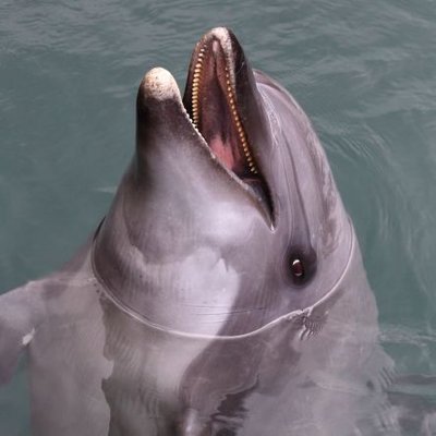 AmagiOm08's profile picture