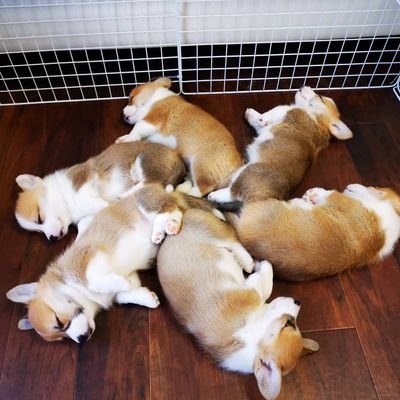 シーフーサン🍭(コーギー)'s profile picture