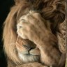 🄴🄻 🅁🄴🅈 🄻🄴🄾🄽⭐⭐⭐🦁 的头像