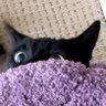 Azusa's profile picture