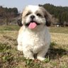 アトム&ラムちゃん profil fotoğrafı