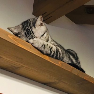 chigasakisarry's profile picture