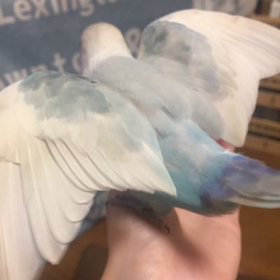 lg_lagp's profile picture