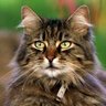 laurent patachon's profile picture