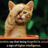 DebonairCat profil fotoğrafı