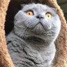 paeez's profile picture