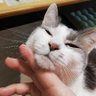 春うらら profil fotoğrafı