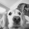 Domenic Reda profil fotoğrafı