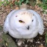 mogu's profile picture