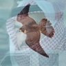 محمد بن عبدالرحمن's profile picture