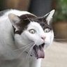 Profilbild von kucing muntah