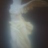 ardita battaglia mori spion's profile picture