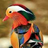 🇳🇱 ندیم الحق 🇵🇰 profil fotoğrafı