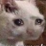 el michi triste's profile picture