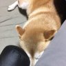 Profilbild von シバレモン