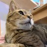 鳴かない猫🇨🇳🇯🇵 profil fotoğrafı