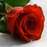 Фото профиля ام فراس