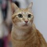 แมวส้ม 🐱🐱🐱 的头像