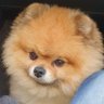 Profilbild von Ser Toby
