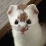 weasel online 的头像