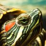 JohnTurtle profil fotoğrafı