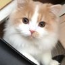 ヴァッシュ's profile picture