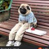 Lic. Pugberto Flores 🍥 profil fotoğrafı