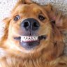 Profilbild von Dogs are the best people_NAFO