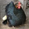 Profilbild von Pedro