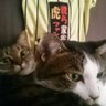 鳴門凛々 的头像