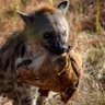 LORD HYENA's profile picture