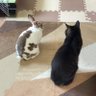うさぎとねこ 的头像