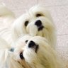 Bernardetta Mattana profil fotoğrafı