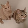 ねここ猫はち 的头像