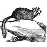 Profilbild von dormouse